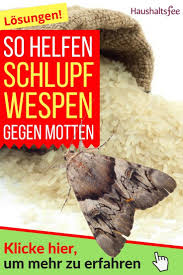 So Helfen Schlupfwespen Gegen Motten Haushaltsfee Haushalt Lebensmittelmotten