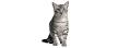 Meet the Great Pharaoh Cat: The Egyptian Mau | CertaPet