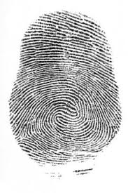 Fingerprint Dictionary Definition Fingerprint Defined Fingerprint Patterns In Nature Yearbook Design Layout