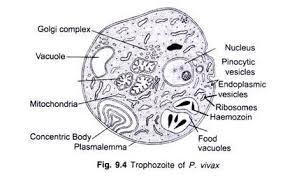 The life cycle of plasmodium. Life Cycle Of Plasmodium In Mosquito With Diagram