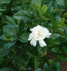 Gardenia Augusta Florida Flower Pots Online Plant Nursery Plants