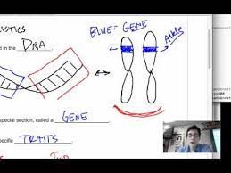 Discover what happens when random events meet allele frequencies: 8 1 Genes And Alleles Youtube