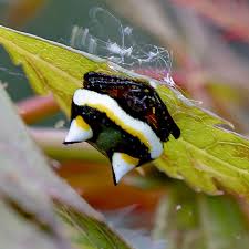 Image result for Poecilostachys
