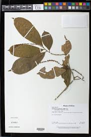 Image result for Antidesma vogelianum
