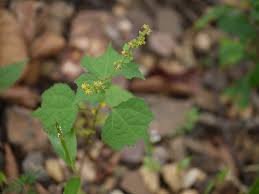 Image result for Triumfetta pentandra