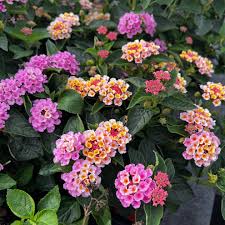 Image result for Lantana