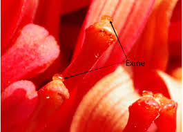 Image result for Eriosema flexuosum