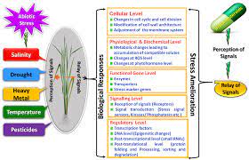 Romanse , el cosplay , los mangas , y los gatitos. Frontiers Brassinosteroids A Promising Option In Deciphering Remedial Strategies For Abiotic Stress Tolerance In Rice Plant Science