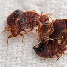 The number one hiding place for bed bugs is in mattresses and beds. Do S And Don Ts Of Bed Bug Control