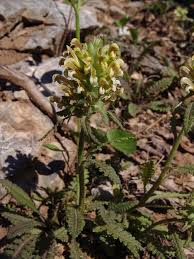 Image result for Buchnera longispicata