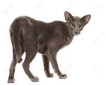 7 Grey Cat Breeds - Pet Central by Chewy