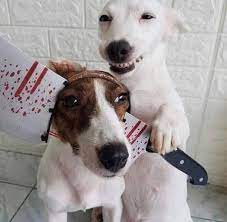 An Early Halloween Meme Just For Your Pets Hold Your Dog Up To The Screen First See If He Laughs Imgur