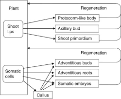 Check spelling or type a new query. Plant Tissue An Overview Sciencedirect Topics