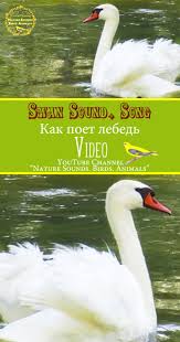 Bird Crying Like A Baby Video Swan Bird Singing Bird Song Real Voice Wild Nature Sounds Relaxation And Meditation Kak Poet Lebed Swan Swans Cygnet Cygnets Swan Song Bird Sound Song