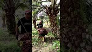 Agoda ile şimdi rezervasyon yapın, sonra ödeyin. Video Cara Fogging Kereta Video Tips Orang Sukses
