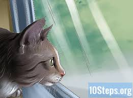 Hal ini sangat membahayakan bahkan ber4cun untuk kucing. 3 Cara Merawat Kucing Dengan Selsema Ilmu 2021