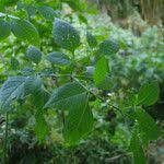 Image result for Solanum anguivi