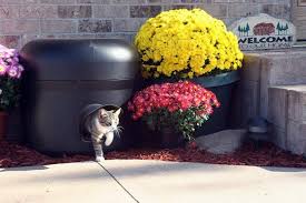 The cat house on the kings, a cat sanctuary in california, united states. Our Guide To The Best Outdoor Cat Houses Petguide