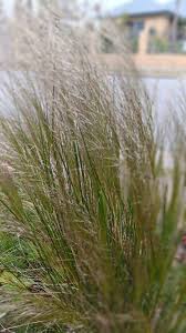 Image result for Pogonarthria