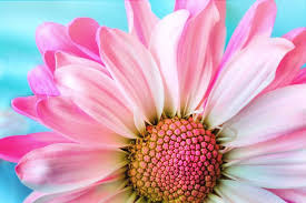 There aren't many flowers and plants that deter bees for the simple reason that plants needs need bees to pollinate them. 14 Plants That Repel Bees And Wasps With Proof Bugwiz