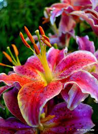 Pictures Of Different Types Of Lilies Thatll Simply Hypnotize You After 8 Oriental Lily The Post Pictures Of D Types Of Lilies Amazing Flowers Oriental Lily