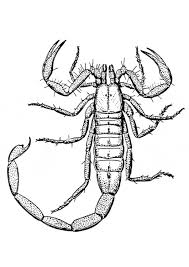 Thanks for the large variety of sea creature coloring pages. Scorpion Coloring Page Scorpion Free Printable Coloring Pages Animals