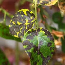 The Natty Gambit Home Gardening Black Spot On Roses Plants Rose Bush