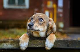 Learn how to housebreak your dog in 6 days for free. How To Potty Train Your Puppy Step By Step Highland Canine Professional Dog Training Solutions