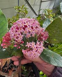 Image result for Rogiera amoena