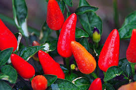 Rooting a pepper cutting requires the plant to put its energy into making roots, not toward reproduction. Growing Peppers In Pots From Seed And Cuttings Gardening Tips