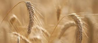Risultato immagini per grano
