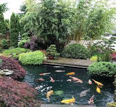 Beautiful Private Japanese Garden With An Amazing Koi Pond In Germany Koisociety Photo By Icille Fish Pond Fountains Outdoor Ponds Backyard