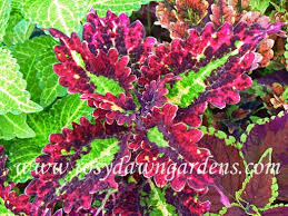 Image result for Coleus erici-rosenii