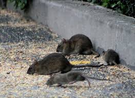 Ratten Im Garten Hausmittel Rattenfallen Und Gift Gegen Die Rattenplage