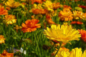 15 Plantes Medicinales A Cultiver Dans Son Jardin Plantes Qui Repoussent Les Moustiques Langage Des Fleurs Cultiver