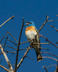 Image result for Passerina montana