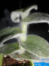 アイビーのようなツル植物を室内で育てていましたが 葉にくもの巣のようなモ Yahoo 知恵袋