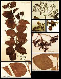 Image result for Premna velutina