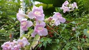 Image result for Podranea brycei