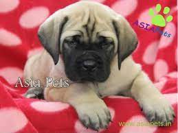 English Mastiff Puppy For Sale In Kolkata At Best Price English Mastiff Puppies Mastiff Puppies For Sale Mastiff Puppies