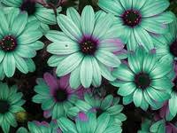Maybe you would like to learn more about one of these? 14 Flower Magic Teal Ideas Planting Flowers Love Flowers Pretty Flowers