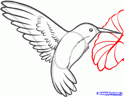 We are back with a new video. How To Draw A Hummingbird And Flower Step By Step Birds Animals Hummingbird Drawing Bird Drawings Hummingbird Painting