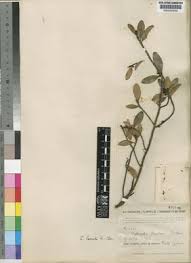 Image result for Erythroxylum emarginatum
