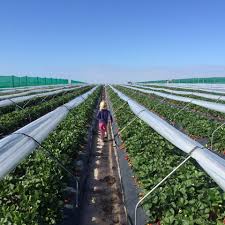 Bullsbrook Strawberry Farm Strawberry Picking 33 Min Drive Strawberry Picking Strawberry Farm Farm