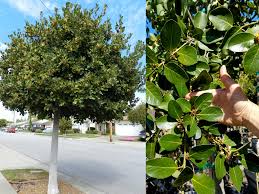 Fast growing trees give homeowners the opportunity to realize the benefits of a mature tree sooner. Trees For The Bay Area That Your Clients Love Pacific Nurserie