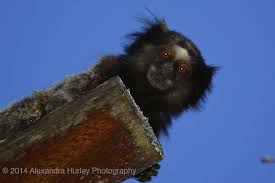 It usually has a brown or black head and its limbs and upper body are gray, as well as its abdomen, while its rump and underside are usually black. Black Tufted Marmoset Callithrix Penicillata Jungledragon