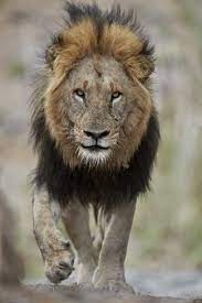 Lion Panthera Leo Kruger National Park South Africa Africa Photographic Print James Hager Art Com In 2021 Lion Pictures Kruger National Park Panthera Leo