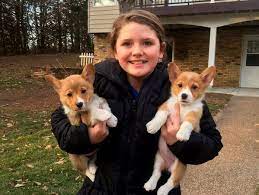 Find cardigan welsh corgis for sale in willmar, mn on. Mn Country Corgis Home
