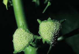 Image result for Dorstenia buchananii