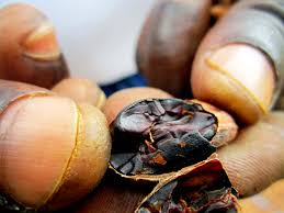 Cameroun La Fabrication Du Beurre De Cacao La Voix Du Paysan